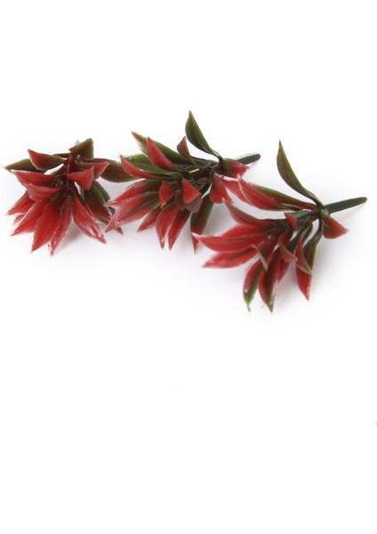 100 Adet Model Bitki (Yurt Dışından) indirimleri