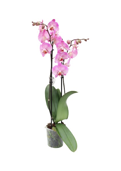 Phalaenopsis Orkide 60-80CM Çift Dallı Ithal Soft Pembe Benekli