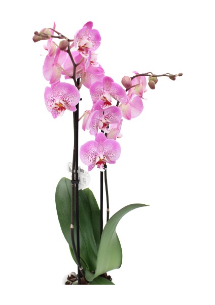 Phalaenopsis Orkide 60-80CM Çift Dallı Ithal Soft Pembe Benekli