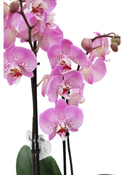 Phalaenopsis Orkide 60-80CM Çift Dallı Ithal Soft Pembe Benekli