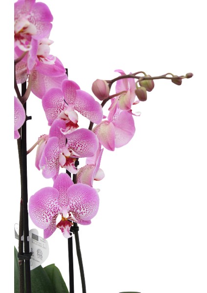 Phalaenopsis Orkide 60-80CM Çift Dallı Ithal Soft Pembe Benekli