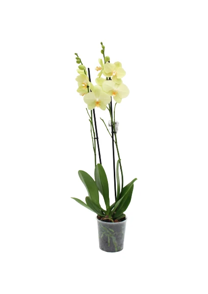 Phalaenopsis Orkide  60-80CM Çift Dallı Ithal Soft Sarı Ev Ofis Dekoru Hediyesi