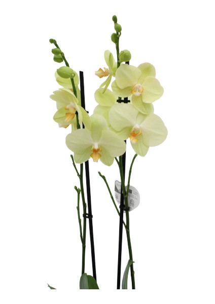 Phalaenopsis Orkide  60-80CM Çift Dallı Ithal Soft Sarı Ev Ofis Dekoru Hediyesi