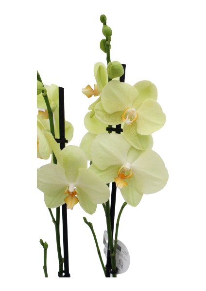 Phalaenopsis Orkide  60-80CM Çift Dallı Ithal Soft Sarı Ev Ofis Dekoru Hediyesi