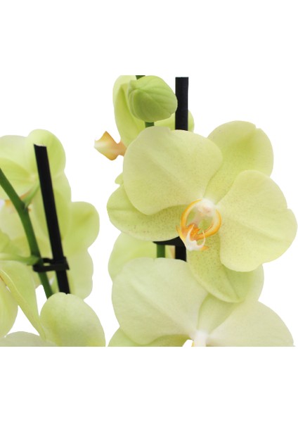 Phalaenopsis Orkide  60-80CM Çift Dallı Ithal Soft Sarı Ev Ofis Dekoru Hediyesi