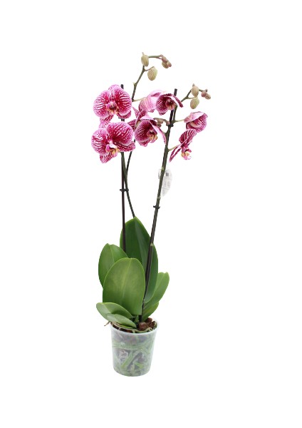 Phalaenopsis Orkide 60-80CM Çift Dallı Ithal Dark Benekli Ev Ofis Dekoru Hediyesi