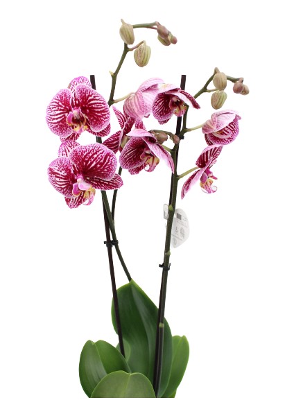 Phalaenopsis Orkide 60-80CM Çift Dallı Ithal Dark Benekli Ev Ofis Dekoru Hediyesi