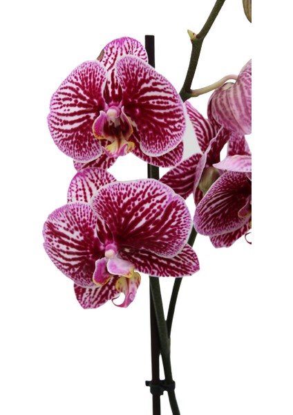 Phalaenopsis Orkide 60-80CM Çift Dallı Ithal Dark Benekli Ev Ofis Dekoru Hediyesi