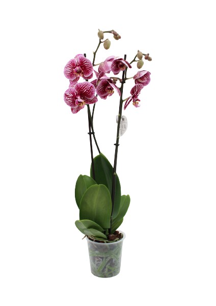 Phalaenopsis Orkide 60-80CM Çift Dallı Ithal Dark Benekli Ev Ofis Dekoru Hediyesi