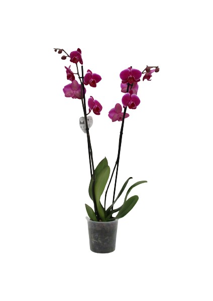 Phalaenopsis Orkide  60-80CM Çift Dallı Ithal Fuşya Ev Ofis Dekoru Hediyesi