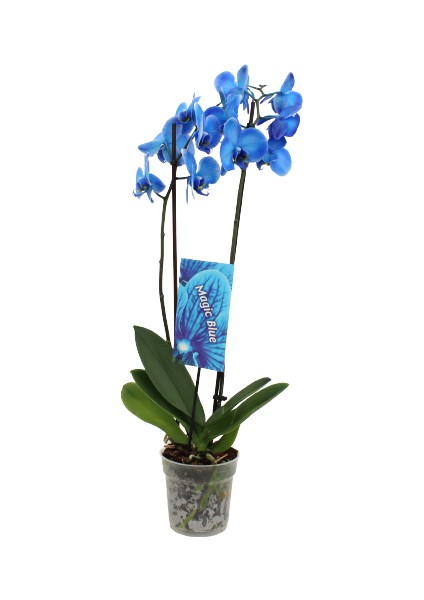 Phalaenopsis Magic Blue Orkide -70CM- Mavi Renkli Çift Dallı Ithal Ofis Ev Dekoru Hediyesi