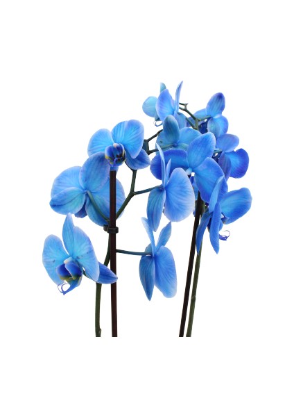 Phalaenopsis Magic Blue Orkide -70CM- Mavi Renkli Çift Dallı Ithal Ofis Ev Dekoru Hediyesi