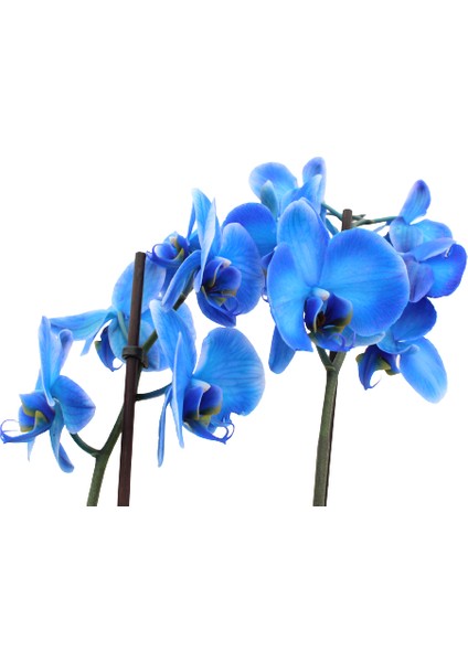 Phalaenopsis Magic Blue Orkide -70CM- Mavi Renkli Çift Dallı Ithal Ofis Ev Dekoru Hediyesi