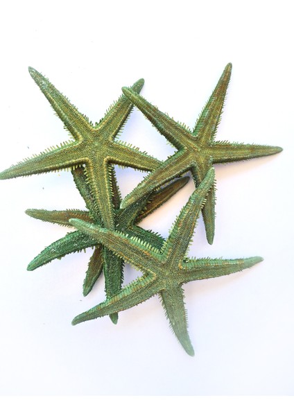 Gerçek Deniz Yıldızı 10-11 Cm-Yeşil-5 Adet