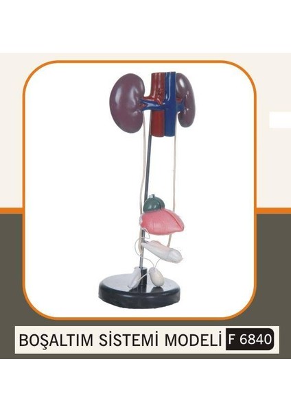 Boşaltım Sistemi Modeli