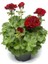 Saksılı Kırmızı Sardunya Çiçeği 15-25 cm Potted Red Geranium Flower 3