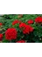 Saksılı Kırmızı Sardunya Çiçeği 15-25 cm Potted Red Geranium Flower 4