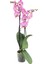 Phalaenopsis Orkide 60-80CM Çift Dallı Ithal Soft Pembe Benekli 1