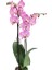 Phalaenopsis Orkide 60-80CM Çift Dallı Ithal Soft Pembe Benekli 2