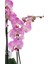 Phalaenopsis Orkide 60-80CM Çift Dallı Ithal Soft Pembe Benekli 4