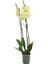 Phalaenopsis Orkide  60-80CM Çift Dallı Ithal Soft Sarı Ev Ofis Dekoru Hediyesi 1