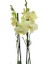 Phalaenopsis Orkide  60-80CM Çift Dallı Ithal Soft Sarı Ev Ofis Dekoru Hediyesi 2