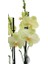 Phalaenopsis Orkide  60-80CM Çift Dallı Ithal Soft Sarı Ev Ofis Dekoru Hediyesi 3