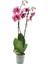 Phalaenopsis Orkide 60-80CM Çift Dallı Ithal Dark Benekli Ev Ofis Dekoru Hediyesi 1