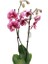 Phalaenopsis Orkide 60-80CM Çift Dallı Ithal Dark Benekli Ev Ofis Dekoru Hediyesi 2