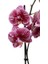 Phalaenopsis Orkide 60-80CM Çift Dallı Ithal Dark Benekli Ev Ofis Dekoru Hediyesi 3