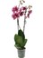 Phalaenopsis Orkide 60-80CM Çift Dallı Ithal Dark Benekli Ev Ofis Dekoru Hediyesi 4