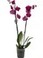 Phalaenopsis Orkide  60-80CM Çift Dallı Ithal Fuşya Ev Ofis Dekoru Hediyesi 1