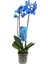 Phalaenopsis Magic Blue Orkide -70CM- Mavi Renkli Çift Dallı Ithal Ofis Ev Dekoru Hediyesi 1