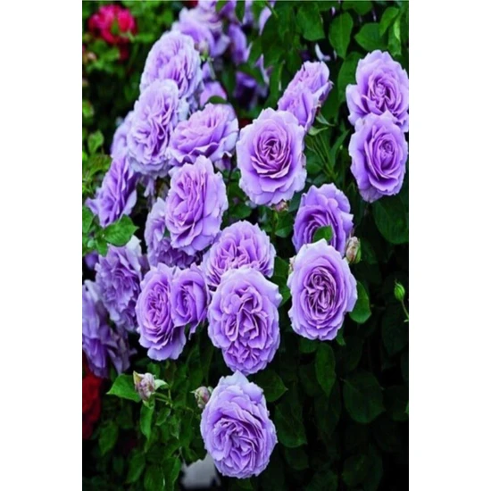 Biorganix Yediveren Lila Gül Fidanı 1 Adet 30-50 cm Yediveren Lilac Rose