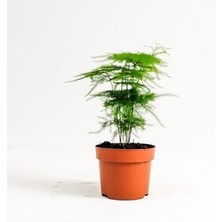 Fidan Burada Asparagus Setaceus - Tül Kuşkonmaz 30 cm
