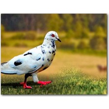 Cakatablo Kırmızı Ayaklı Damalı Beyaz Güvercin