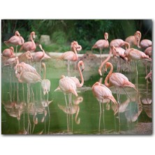 Cakatablo Durgun Gölde Beslenen Flamingolar