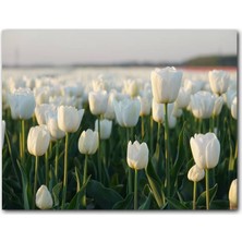 Cakatablo Gündoğumunda Beyaz Laleler