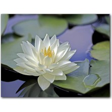 Cakatablo Gölde Nilüfer Çiçeği ve Yaprakları