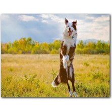 Cakatablo Sarı Çayırda Zıplayan Kahverengi Beyaz Köpek