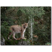 Cakatablo Ormanda Yosunlu Kayanın Üzerindeki Vaşak