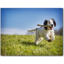 Cakatablo Çayırda Oyun Oynayan Sevimli Köpek