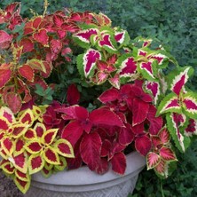 Bilgarden Karışık Renkli Kolyos (Coleus) Yaprak Güzeli Çiçeği Tohumu (100 Tohum)