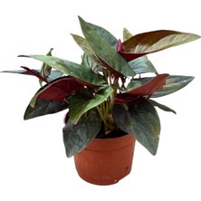 Betonish Syngonium Erythrophyllum 'Red Arrow' (Melek Kanadı Çiçeği)