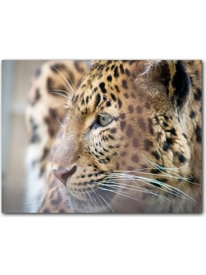 Cakatablo Muhteşem Güzellikteki Leopar Yakın Çekim