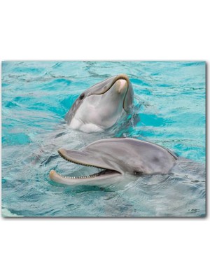 Cakatablo Sevimli Yunuslar Suda Oynuyor