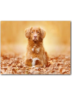 Cakatablo Sonbahar Yaprakları Üzerindeki Kahverengi Köpek