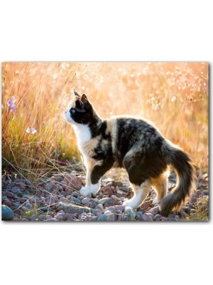 Cakatablo Taşların Üzerinde 3 Renk Kedi ve Sarı Otlar