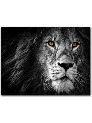Cakatablo Yalnız Kral Erkek Aslan Yakın Portre Siyah Beyaz