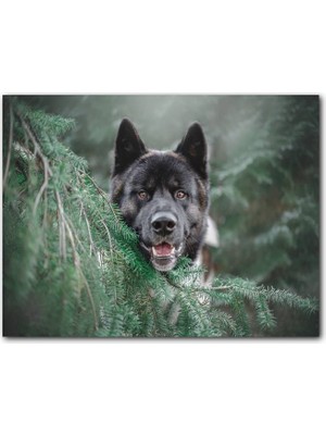 Cakatablo Akita Kahverengi Siyah Köpek ve Çam Yaprakları